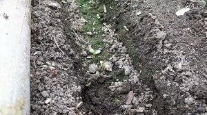 2333.  ВПЛ, Всходит астра.