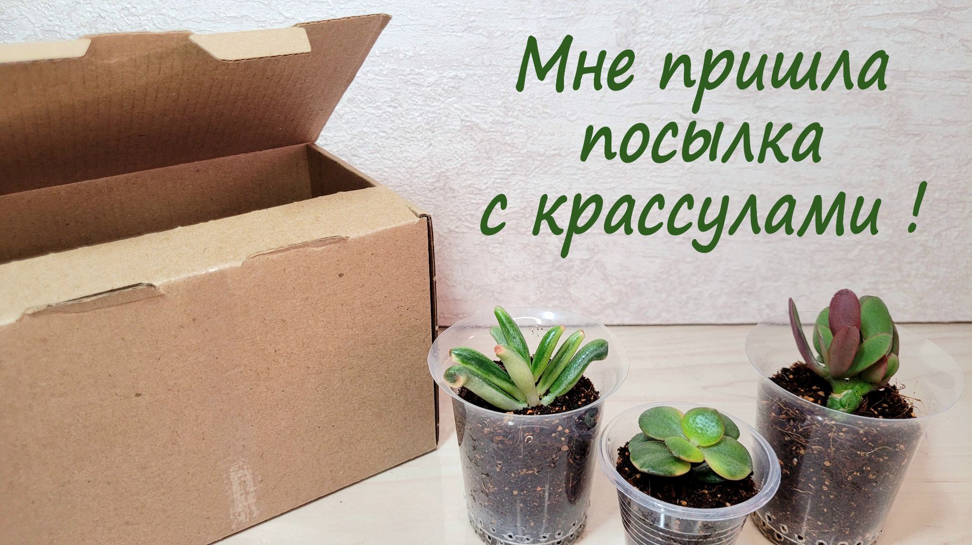 Мне пришла посылка с крассулами!