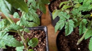 ОБЗОР РАССАДЫ НА 6 АПРЕЛЯ 2026 ГОДА