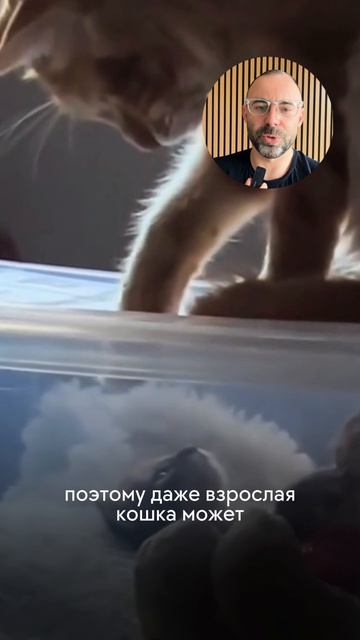 Звук, на который ваша кошка прибежит