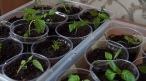 Рассада . Пикировка перца.