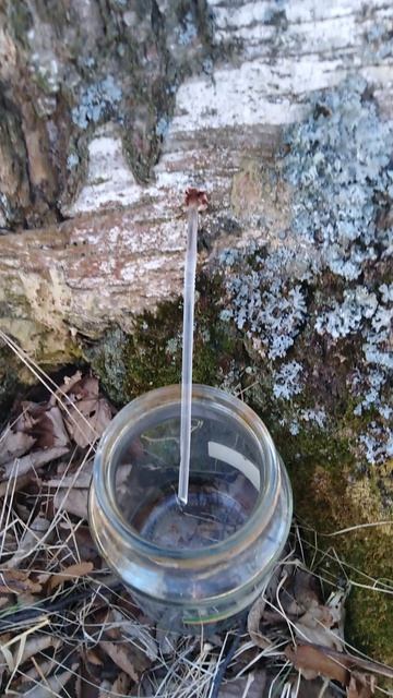 ✔Берёзовый💧 сок🍺 Часть 1✔