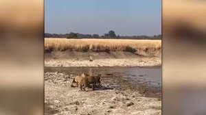 Уничтожили за Секунду! Нападения Животных Снятые на Камеру