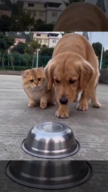 ИИ. Подписываемся 😉