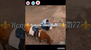 👑✨Новая песня ✨👑⚜️2026⚜️Прошу простить ✨ашунэнти пэ зорэс 🎵🎤🗣️🔥 Не забудьте подписаться ❤️