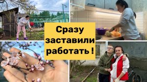 Сразу ЗАСТАВИЛИ РАБОТАТЬ / Уборка на УЧАСТКЕ / ЖИЗНЬ В ДЕРЕВНЕ
