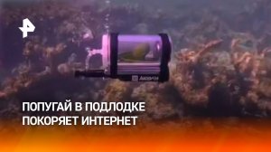 Попугай Бебе покорил Багамы в самодельной "подлодке" и стал звездой интернета