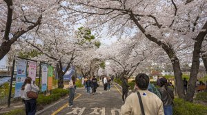 Cherry Blossoms at Jeongdok Public Library 🌸 Sunday Afternoon