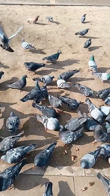 #птички голуби кормим