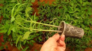 Пикирую ОЧЕНЬ ВЗРОСЛУЮ рассаду томатов. Показываю подробно. 6.04.2026.