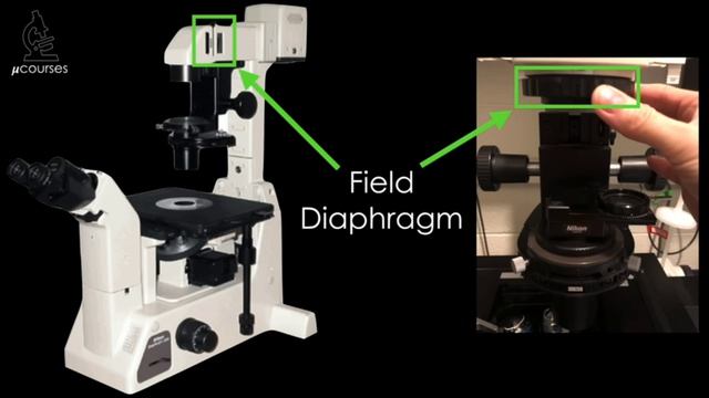 LasX #13 Leica Confocal