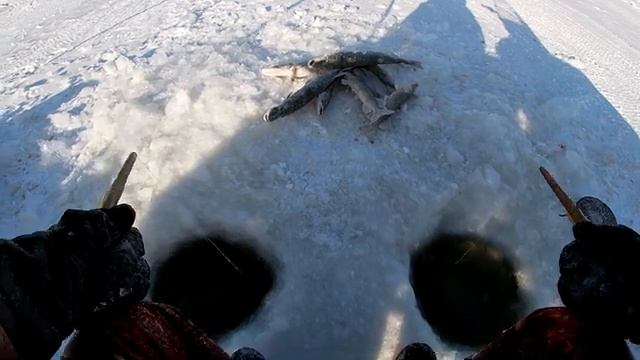 Ловлю двумя Руками. Щука Падает с Крючком. Лучшая Зимняя Рыбалка 2026. Крутые Моменты рыбалка Онлайн