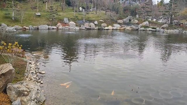 В пруду японского сада много обитателей. Наблюдаю за утками, рыбками и черепахой.