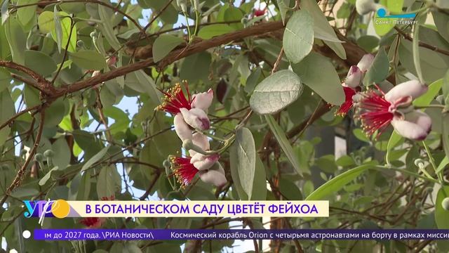 В Ботаническом саду Петра Великого цветёт фейхоа
