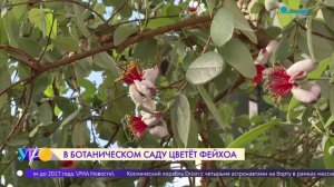 В Ботаническом саду Петра Великого цветёт фейхоа