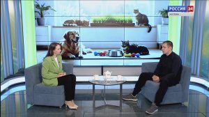 Костромичам рассказали, как уберечь домашних питомцев от пробуждающихся вместе с теплом угроз