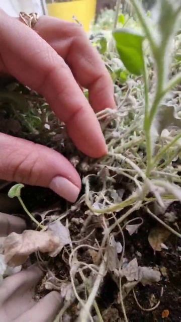 Как собрать семена дихондры?