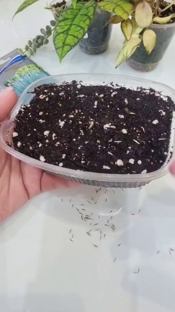 Сею овсяницу