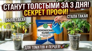Рассада ЗАМЕРЛА Одна подкормка и томаты станут толстыми за 3 дня! Секрет профи