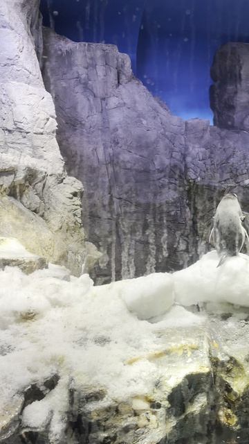 Пингвины на снегу в океанариуме города Осака