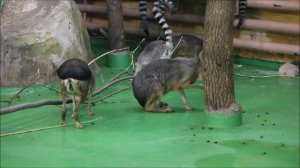 Пополнение у патагонских мар 02.04.2026