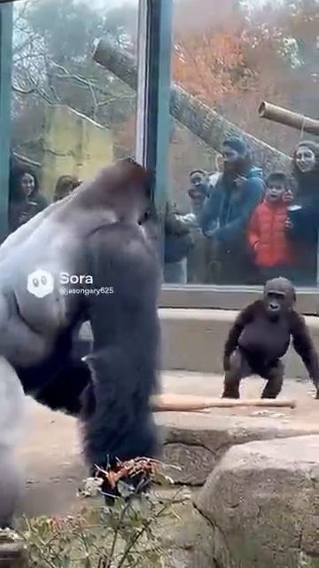 ПРИКОЛЫ С ГОРИЛАМИ