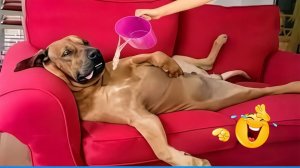 СМЕШНЫЕ КОТЫ | ЛУЧШИЕ ПРИКОЛЫ С КОТАМИ, КОШКИ, ЖИВОТНЫЕ, СМЕШНОЕ ВИДЕО