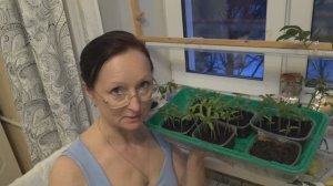 Конец марта 2026 г. Рассада выжила. Сею табак, ранние томаты, Вьюн Азарина.  Купила телевизор))