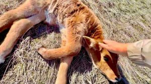 УЖАС! Нас с Владом мама зебу чуть на рога не подняла, когда мы спасали ее теленка😂😂😂