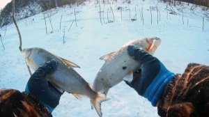 Лучшая Рыбалка на ХАПУГИ. Наловил Кучу Щуки и Сиги. Лучшая Зимняя Рыбалка 2026 Онлайн на RUTUBE