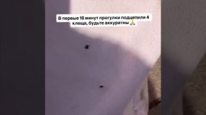 Девушка из Москвы показала, как ребёнок за первые 10 минут прогулки подцепил сразу 4 клеща в парке Ц
