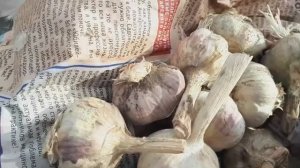 2323.  ВПЛ.Мой озимый чеснок зимовал в прикопе!