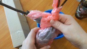 Новые саженцы для дачи!