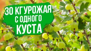 Крыжовник: самая УРОЖАЙНАЯ КУЛЬТУРА среди плодовых кустарников!