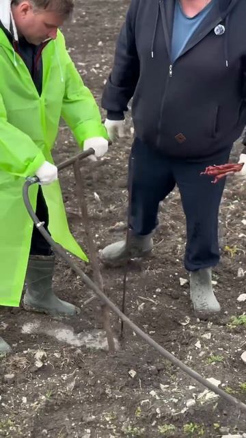 Посади лозу в Бюрнье