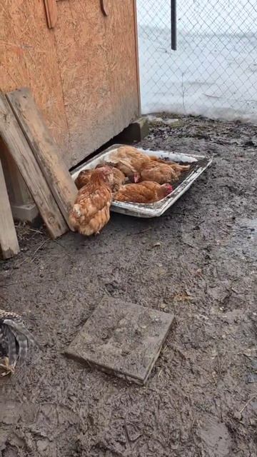 Наши чистюли