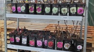 06-04-2026.По пути на дачу заехали в Лемана про..