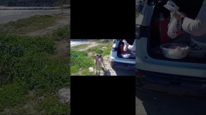 Коротно о котах в турции