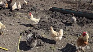 6 апреля...влог...купили цыплят