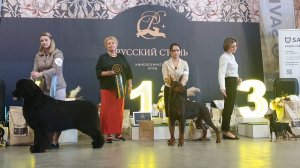 21.03.2026, СПб. Клуб "РУССКИЙ СТИЛЬ". Выставка CAC 2 группы FCI