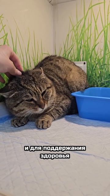 Отец подвального семейства диких каменных джунглей | Горошек