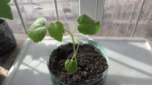 Рассаде бамии месяц