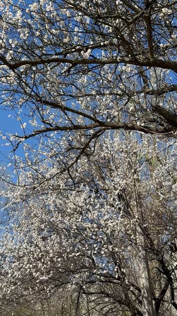 Белая Ч…ремуха, первая любовь