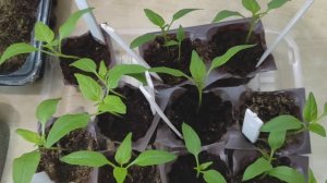 Результаты посевов от 15 марта по дням.