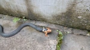 Уж ест лягушку.