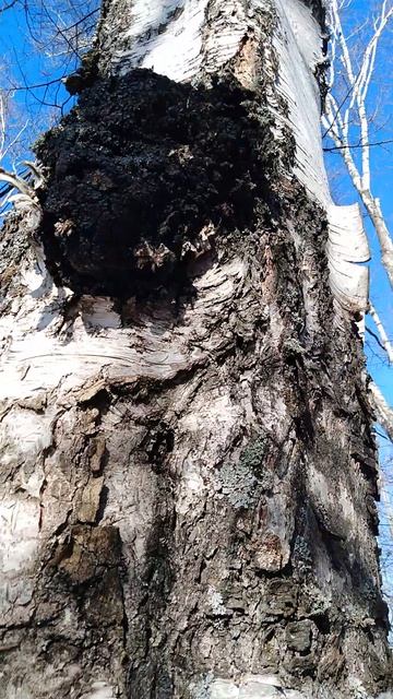 ✔Берёза♻ с чагой🌰✔