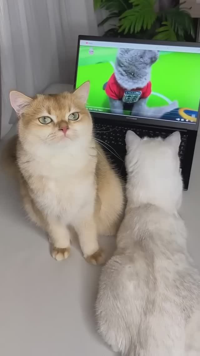 Мои кошки очень хотели поиграть в футбол #кот #кошки