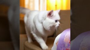 Магма магмила под коркой терпения