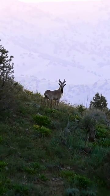 🍿 ТРОФЕЙНАЯ ОХОТА #охота #кино #горнаяохота
