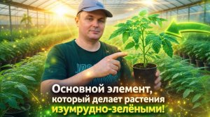 Магний по листу- рассада любых растений быстро становится зелёной